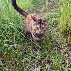 地域猫の餌やり又は里親探しの協力お願い致します！