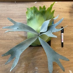 【観葉植物】 ビカクシダ P. FSQ