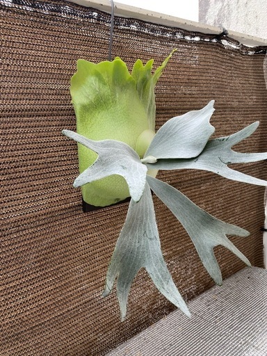【観葉植物】 ビカクシダ P. FSQ