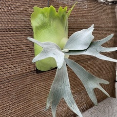 観葉植物】 ビカクシダ P. FSQ