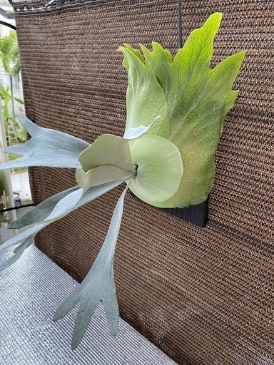 【観葉植物】 ビカクシダ P. FSQ