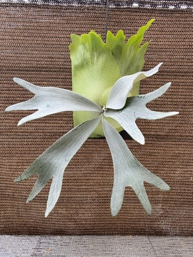 【観葉植物】 ビカクシダ P. FSQ