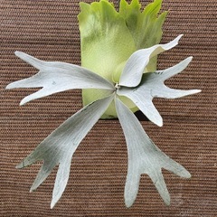 観葉植物】 ビカクシダ P. FSQ