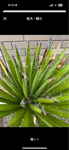 ユッカ　ファクソニアーナ  発根済み