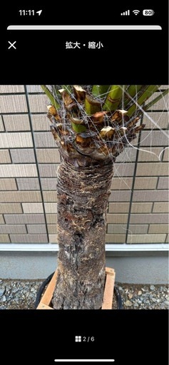 ユッカ　ファクソニアーナ  発根済み