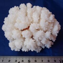 ☆白サンゴと貝のオブジェ☆まとめて　アクアリウム　インテリア　水...