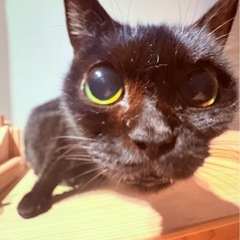 足長マンチカン女の子 - 猫