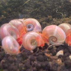 10匹 1000円 ピンクラムズホーン【アクアリウム コケ対策 ...