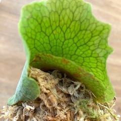 【観葉植物】 ビカクシダ　ペガサス（P. Pegasus) No.❶番の画像