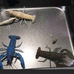 改良アメリカザリガニを譲っていただきたいです！