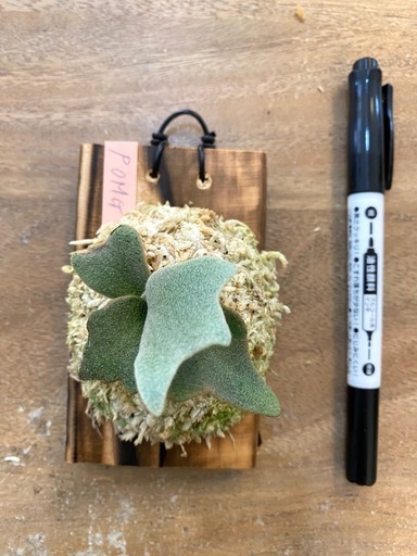 【観葉植物】 商談中　ビカクシダ  P.willinckii OMG
