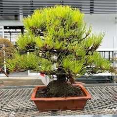 japanese black pine