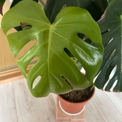 モンステラ観葉植物🪴の画像