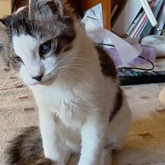 仔猫　生後３か月　オス　保護ネコ
