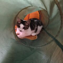 仔猫　生後３か月　オス　保護ネコ - 猫