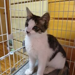 仔猫　生後３か月　オス　保護ネコ - 山武郡
