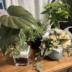 【インテリア】観葉植物🪴ニトリやIKEA🪴4点セット