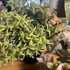 【12/1取りに来れる方】観葉植物🪴ニトリやIKEA🪴4点セットの画像