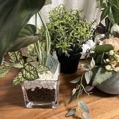 【12/1取りに来れる方】観葉植物🪴ニトリやIKEA🪴4点セットの画像