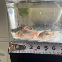 熱帯魚　コリドラス　1匹100円
