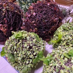 フェイク苔玉•エアプランツ9点セットの画像