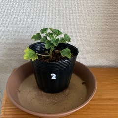 ペラルゴニウム小苗　2