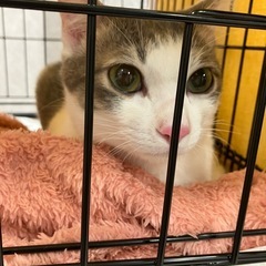 急募！10ヶ月オス！美猫！