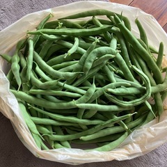 朝採れたてインゲン
