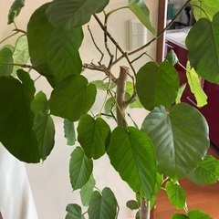 観葉植物を無料でお譲りしますの画像