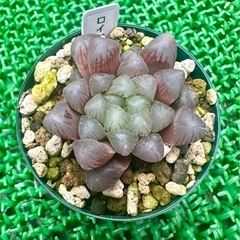 【雫石】多肉 ハオルチア オブツーサ  鉢ごと