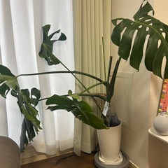 モンステラ　葉っぱ　本物　　観葉植物