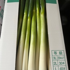 深谷ねぎ2キロ100円の画像