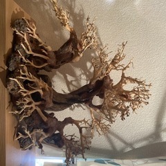 流木