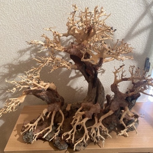 流木