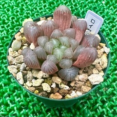 【雫石】多肉 ハオルチア オブツーサ  鉢ごとの画像