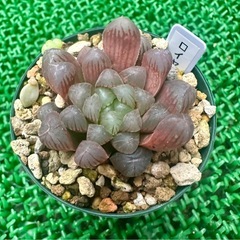 【雫石】多肉 ハオルチア オブツーサ  鉢ごと