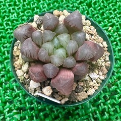 【雫石】多肉 ハオルチア オブツーサ  鉢ごと