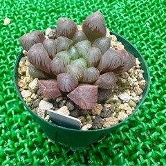 【雫石】多肉 ハオルチア オブツーサ  鉢ごとの画像