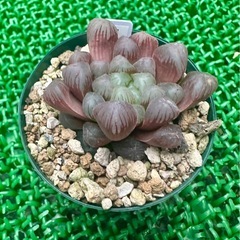 【雫石】多肉 ハオルチア オブツーサ  鉢ごとの画像