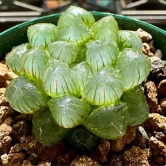 【雫石】多肉 ハオルチア オブツーサ  鉢ごとの画像