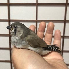 キンカチョウ雛