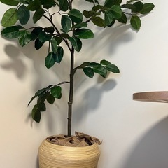 【決定】フェイク インテリアグリーン（160cm美品）の画像