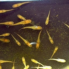 レクリスメダカ稚魚(10匹)の画像