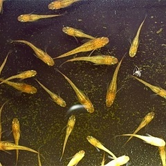 レクリスメダカ稚魚(10匹)の画像