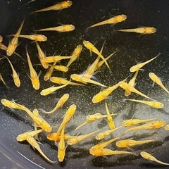 レクリスメダカ稚魚(10匹)の画像
