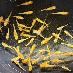 レクリスメダカ稚魚(10匹)の画像