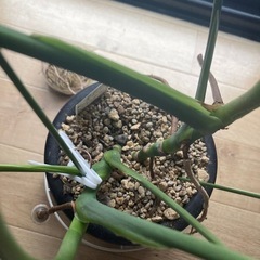 モンステラの画像