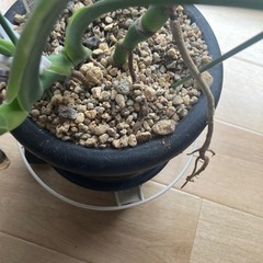 モンステラの画像