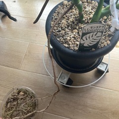 モンステラの画像