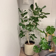 ハイドロ フィカス　ベンガレンシス　観葉植物 Lサイズ